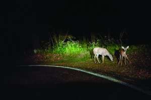 Deer a002 c018 0925yq edited 170822 130439